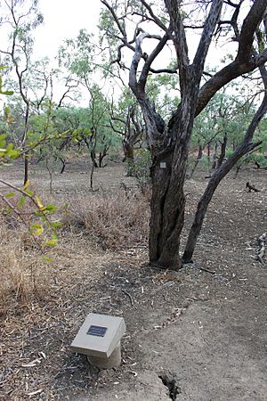 Burke and Wills' Camp B-CXIX and Walker's Camp, Little Bynoe River (2010).jpg