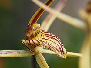 Caladenia caesarea maritima 02