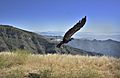 California Condor Released at Hopper Mountain NWR (14519532341)
