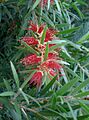 Callistemon viminalis DawsonRiver1