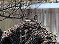 Canada Geese Nesting on Beaver Lodge, Crawford County, PA 1960