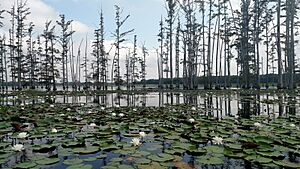 Cane Creek State Park 015