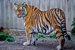 Captive Siberian tiger - Copenhagen Zoo, Denmark