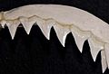 Carcharhinus altimus upper teeth
