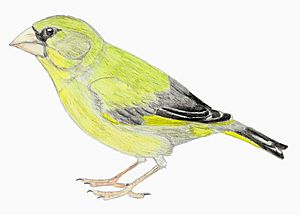 Carduelis triasi restoration