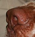Clumber spaniel trufla 756