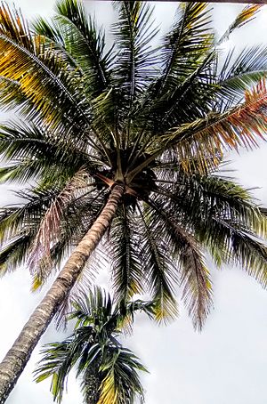 Coconut Tree Magic