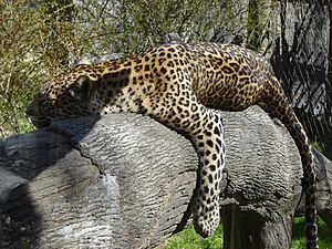 Columbus Zoo Leopard
