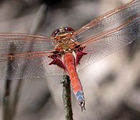 Common Glider Dragonfly. Tramea loewii (Trapezostigma loewii). LIBELLULIDAE - Flickr - gailhampshire (3)