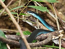 Common Tree Snake f9 3618 02