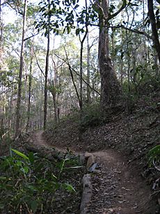 Cornubia Forest Nature Refuge, Logan City, Queensland, track