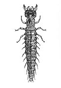 Corydalis larva Packard