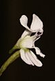 Disa sagittalis 120503