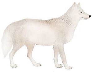 Dogs, jackals, wolves, and foxes (Plate III) C. l. beothocus mod