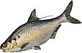 Dorosoma cepedianum GLERL