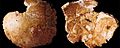 Dos caras del parietal adulto de neandertal hallado en el yacimiento de Cova Negra (Xàtiva)