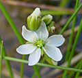 Drosera anglica flower