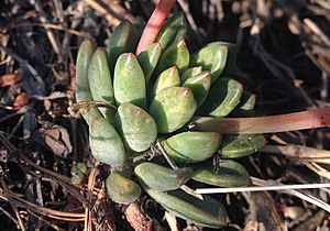 Echeveria amoena planta.jpg