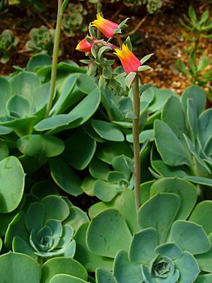 Echeveria gibbiflora 001.JPG