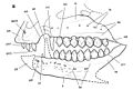 Echinodon becklesii skull restoration