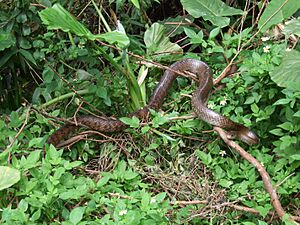 Elaphe carinata in Soochow University 20070428.jpg