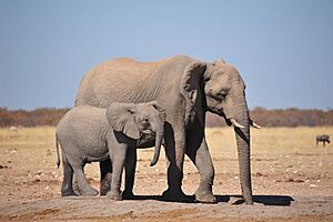 Elephants Jakkalswater