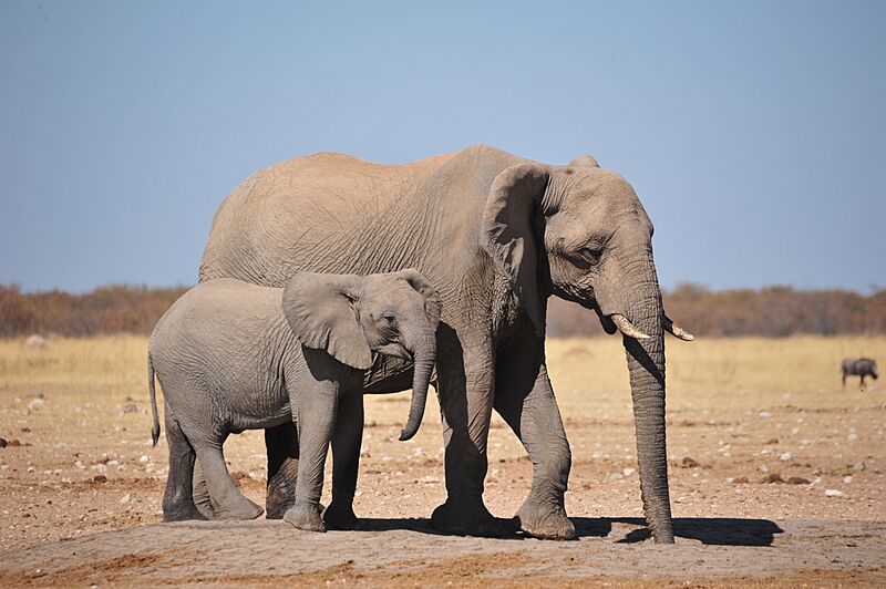 Elephants Jakkalswater