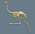 Emu skeleton