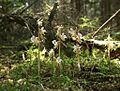 Epipogium aphyllum plants