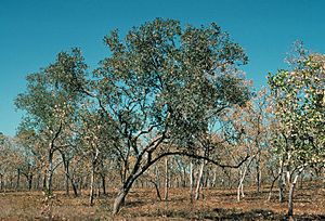 Eucalyptus koolpinensis.jpg