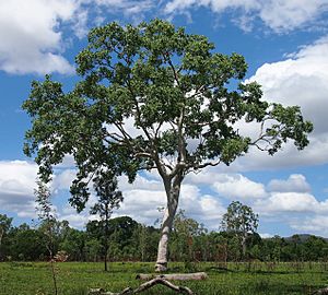Eucalyptus platyphylla tree.jpg