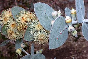 Eucalyptus pulverulenta buds