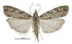 Eudonia cymatias female.jpg