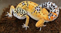 Exotic-pet-reptile-leopard-gecko-