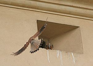 Falco tinnunculus male female am