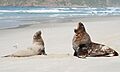 Female and male New Zealand Sea Lion (yawning) on the beach
