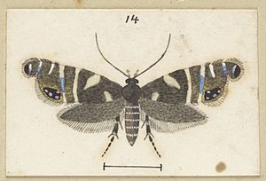 Fig14 Plate XLVI Glyphipteryx acronoma