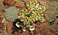 Fluted Giant Clam (Tridacna squamosa) (6072982757)