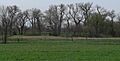 Garber Grove (Red Cloud) from N 2