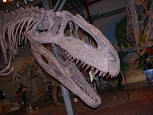 Giganotosaurus Haifa-Aug2008