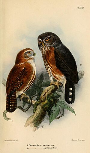 GlaucidiumKeulemans.jpg