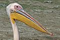 Great white pelican (Pelecanus onocrotalus) head
