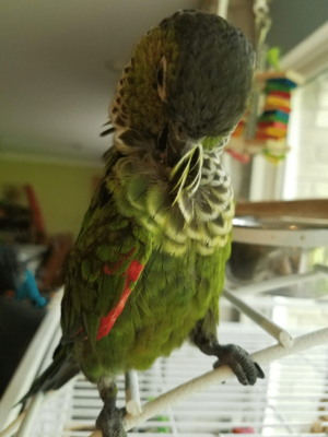 Grooming black capped parakeet