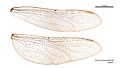 Gynacantha rosenbergi female wings (34895513002)