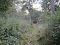 Hardwick Wood 7
