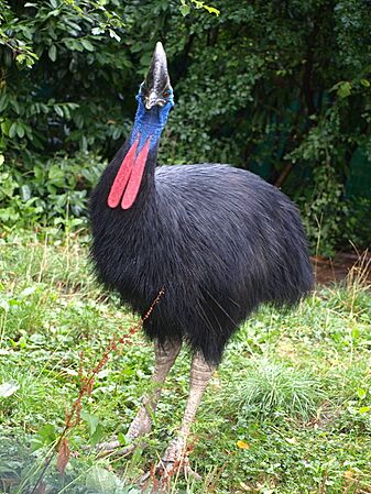 Helmkasuar3