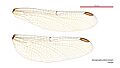 Hemigomphus theischingeri female wings (34928297771)