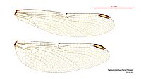 Hemigomphus theischingeri female wings (34928297771)