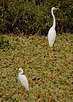 Heron & Egret in Everglades
