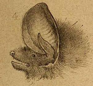 Histious magellanicus